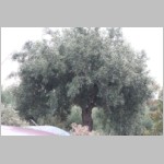 200 Noch so ein Kandidat, eine ins Kraut geschossene Kalamata-Olive..JPG 200 Noch so ein Kandidat, eine ins Kraut geschossene Kalamata-Olive..JPG